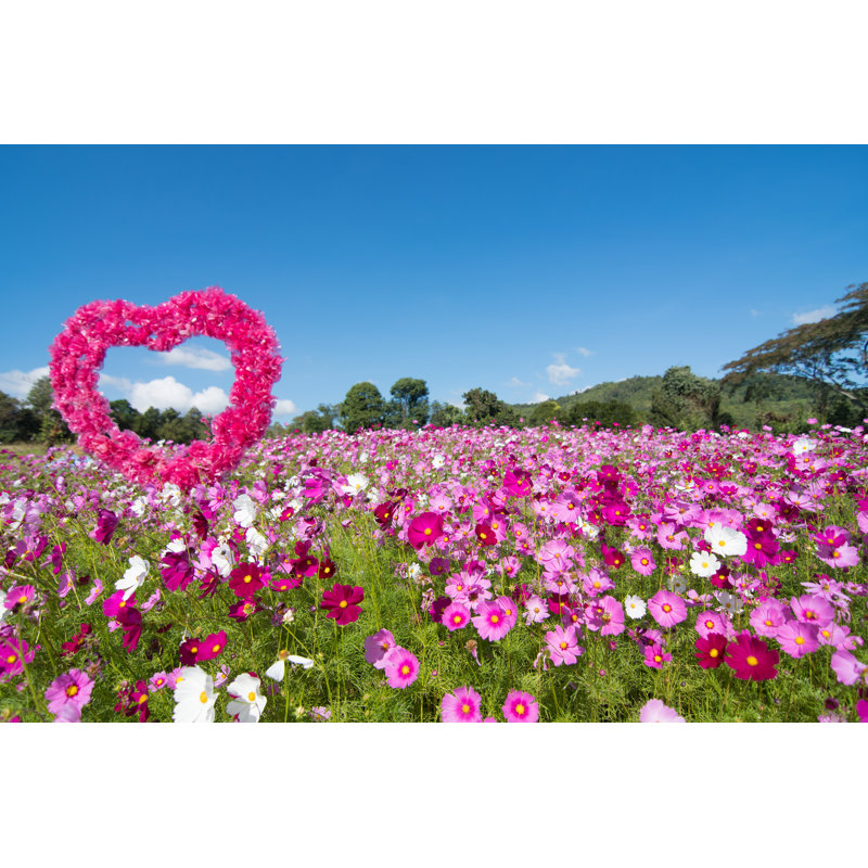 Cyrano Cosmos Flower Field - Wrapped Canvas Print, 30cm H x 46cm W x 3.8cm D