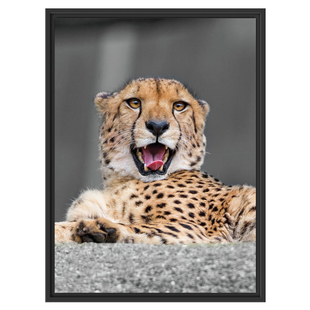 Gerahmtes Wandbild schöner Gepard