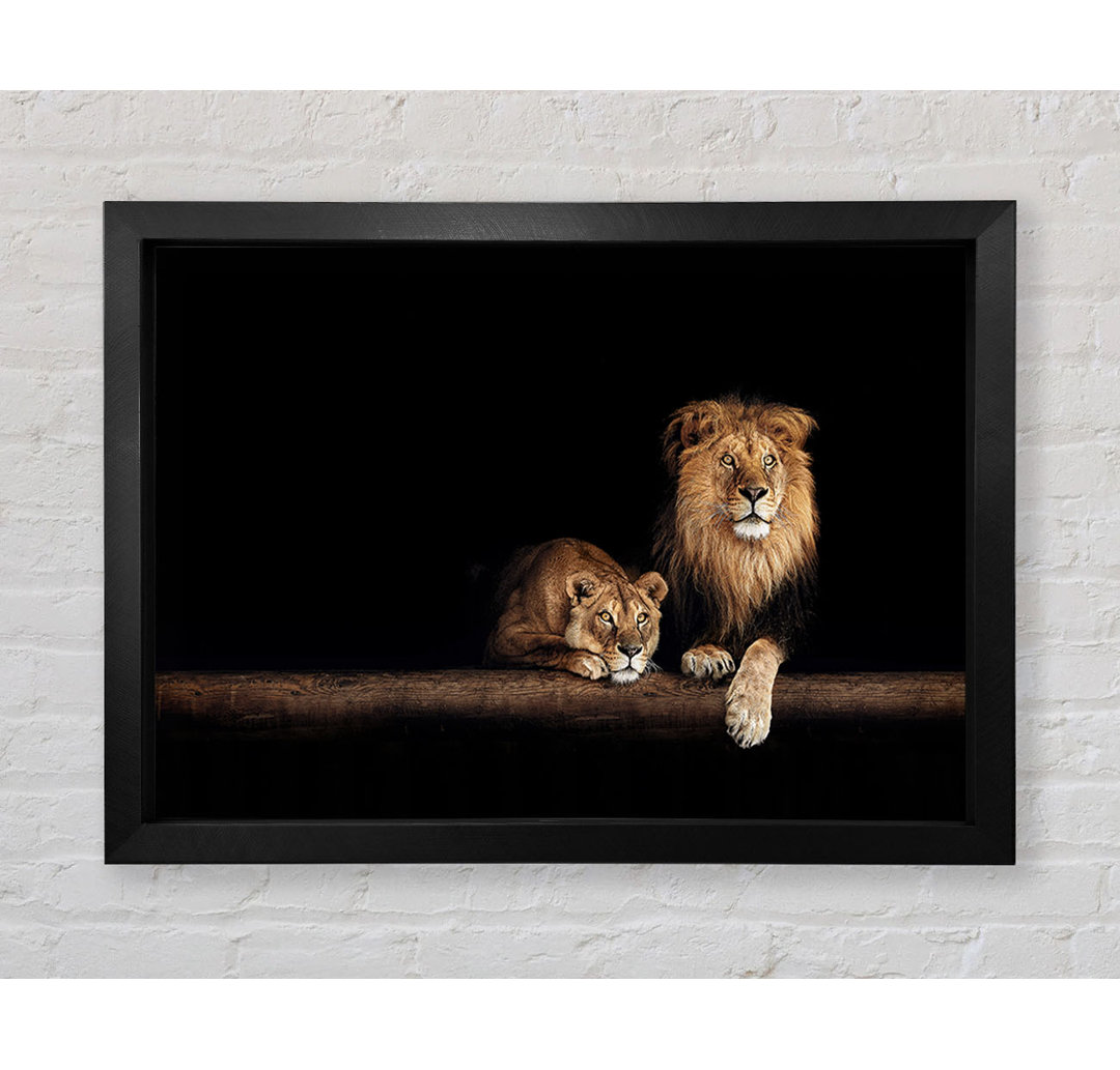 Lions Resting In The Dark - Einzelne Bilderrahmen Kunstdrucke