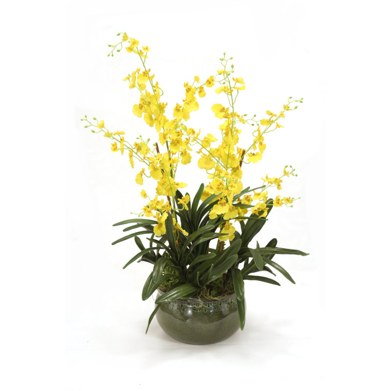 Centre de table Oncidium Orchid and Succulent Mixed