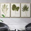 Ensemble de 3 pièces botaniques encadrées sur toile Nature-97709032-97709031