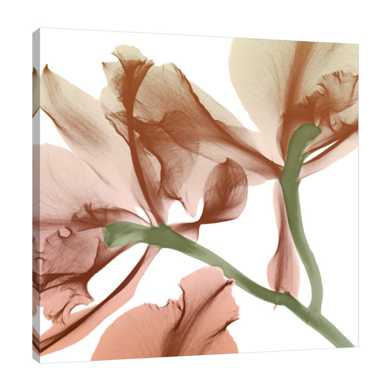 Peach Luster Cyclamen 1 - Wrapped Canvas Print, 30 cm H x 30 cm W