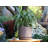 Mid Modern Planter with Detached Saucer Small Stoneware Clay Pot - Indoor-135239437