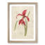 Amaryllis Flower by Pierre-Joseph Redoute - Single Picture Frame Painting-55544910-55544909