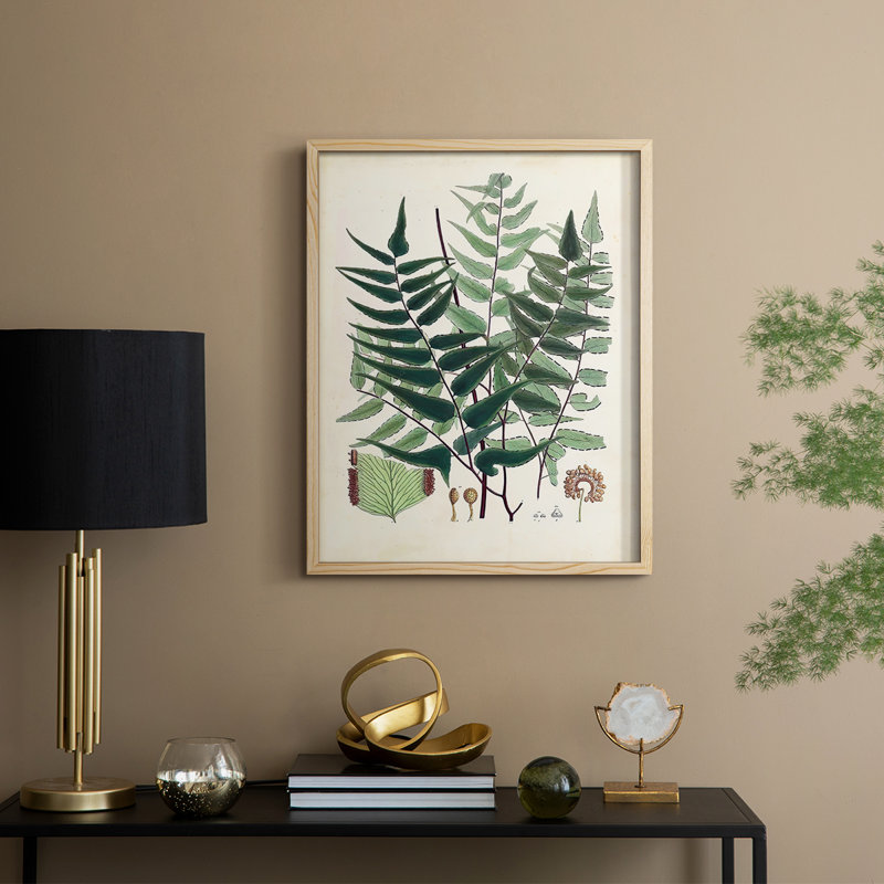 Collection de fougères rassemblées, reproduction encadrée - bois massif, H 11 po x l 9 po