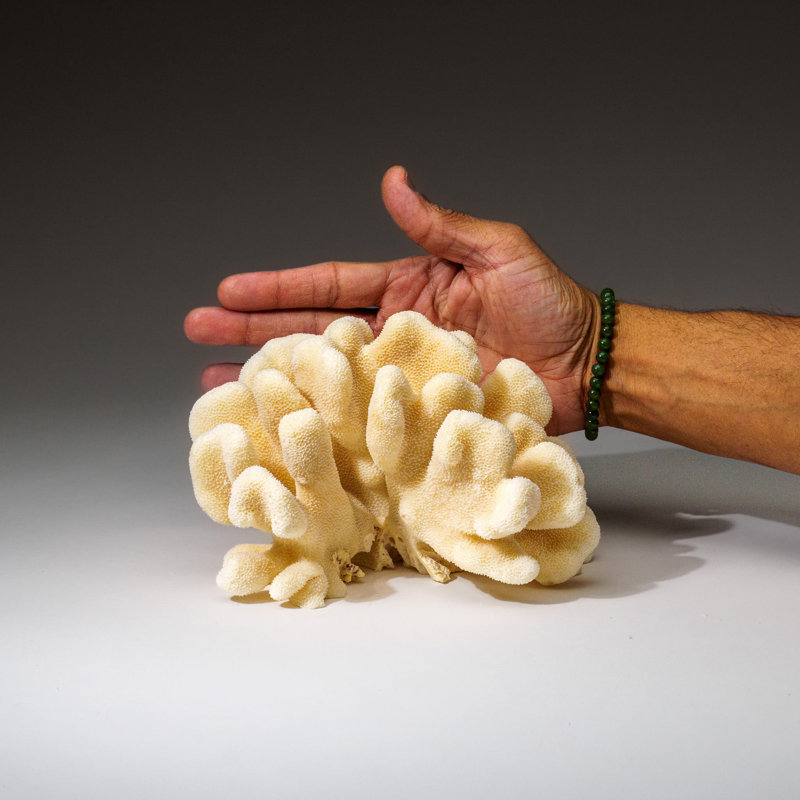 Genuine White Cat's Paw Coral (2 Lbs)