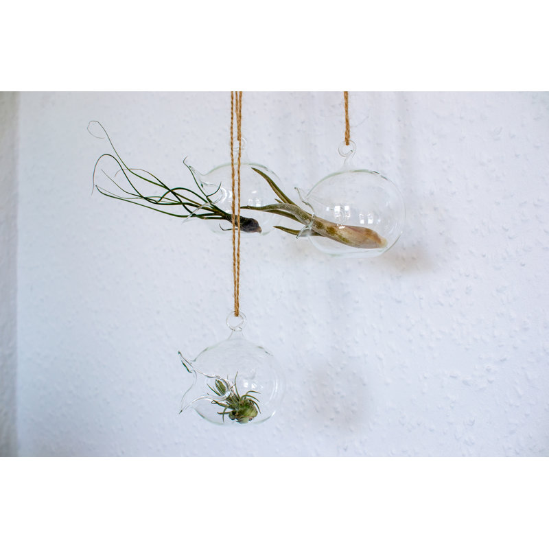 Clarine Wall Planter