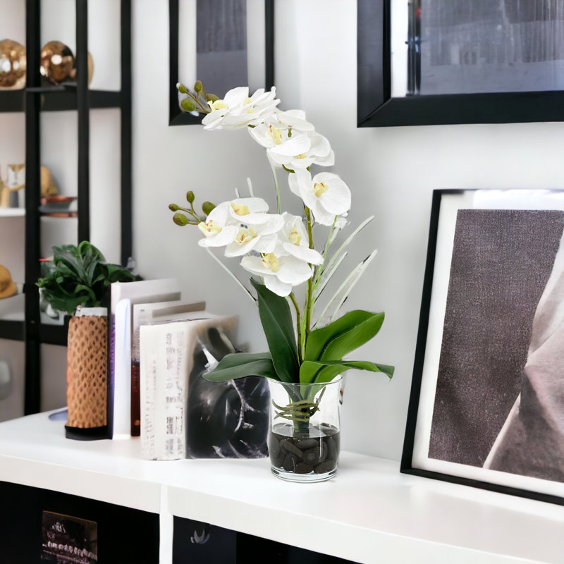 Double orchidée phalaenopsis, arrangement floral, Blanc