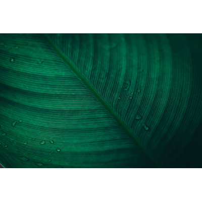 Green Leaf Background by Jasmina007