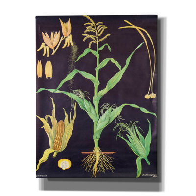 " Gold Corn " by Vintage Posters
