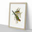 Red-Capped Parakeets by Elizabeth Gould - Picture Frame Painting Print-55598491-55598492
