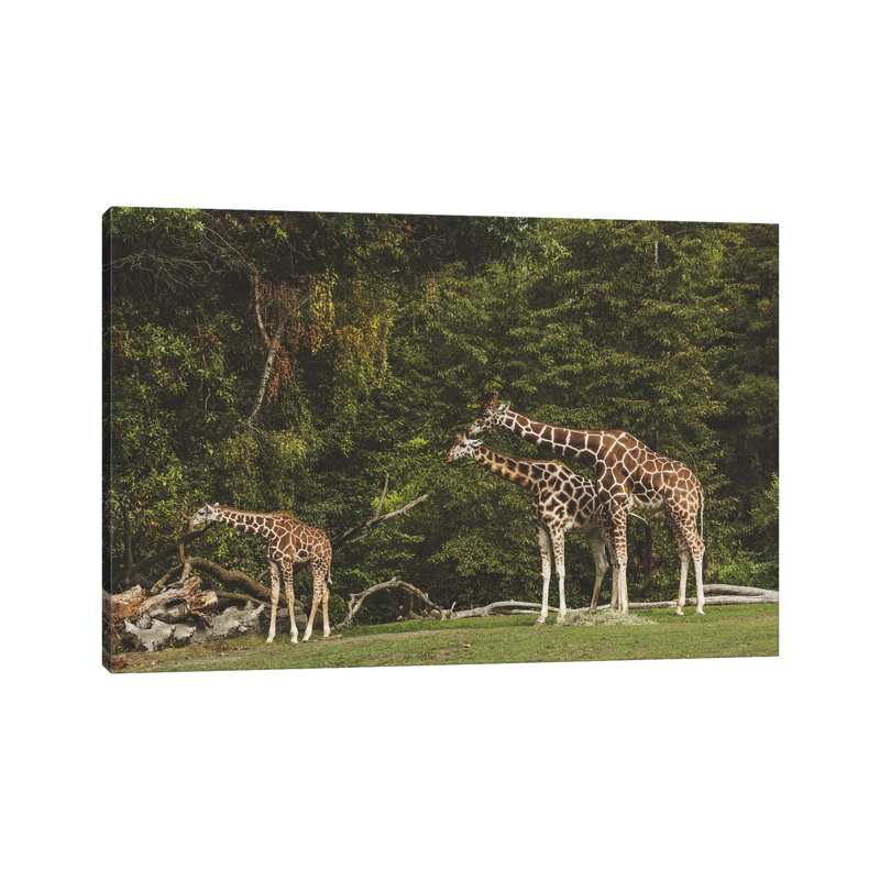 Watching Over by Louis Ruth - Wrapped Canvas Print, 66.04 cm H x 45.72 cm W x 1.91 cm D