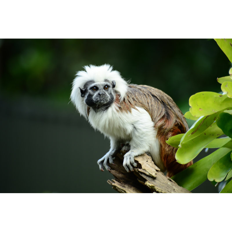 Cotton-top Tamarin - Photographie sur toile tendue, H 8 po x l 12 po