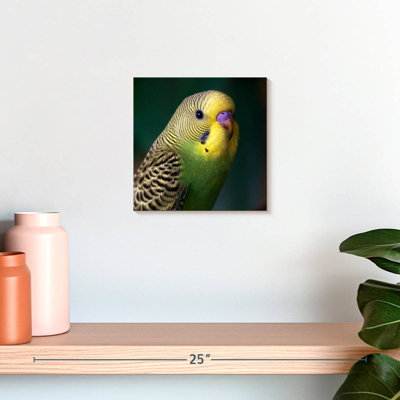 Crowle Budgie Close Up
