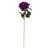 Mauve prune