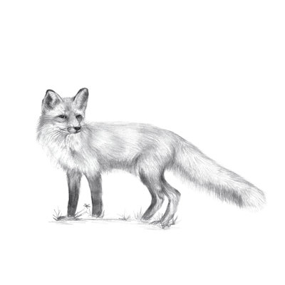 Wildlife Trail I by Melissa Wang - Wrapped Canvas Print