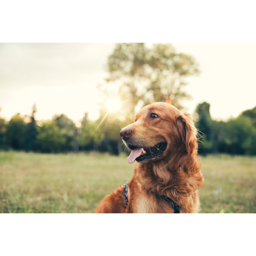 Hund im Stadtpark von Martin-dm - Drucken