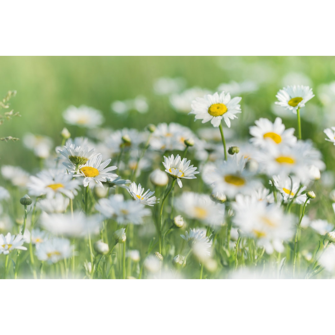 Schöne Gänseblümchen im Frühling - Druck