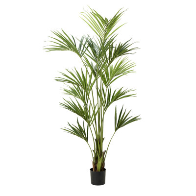 7.5' Kentia Palm in Black Nursery Pot