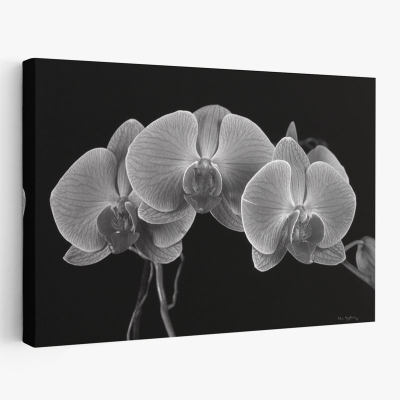 Florals Flowers - Moth Orchids I, H 16 po x l 24 po
