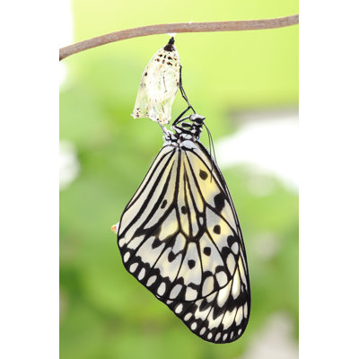 Butterfly change form chrysalis 1 Piece Wrapped Canvas Wall Art