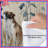 Two Dogs In Grass Comforter-126737235