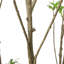 Pieris artificiel-1341383467