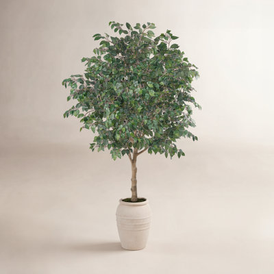 Nydia Ficus Tree in Pot