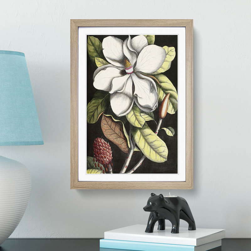 A Laurel Magnolia Tree by Mark Catesby - Picture Frame Painting Print on MDF, 36cm H x 27cm W x 2cm D, Oak Framed