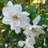 2.5 Qt. Jubilation Gardenia - Full Sun Evergreen Shrubs with White Flowers 