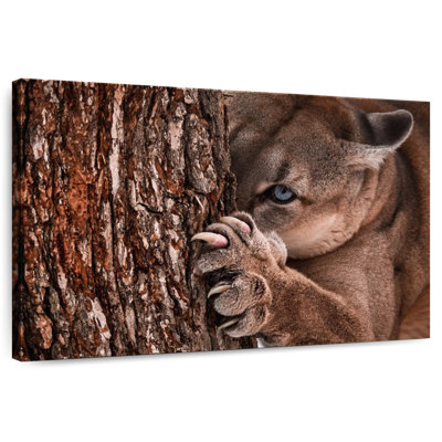 Cougar Brampt Peaking Young