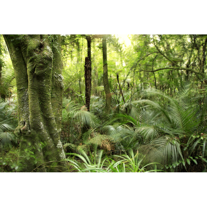 Tree In Forest by STILLFX - Wrapped Canvas Print, 30cm H x 46cm W x 3.8cm D