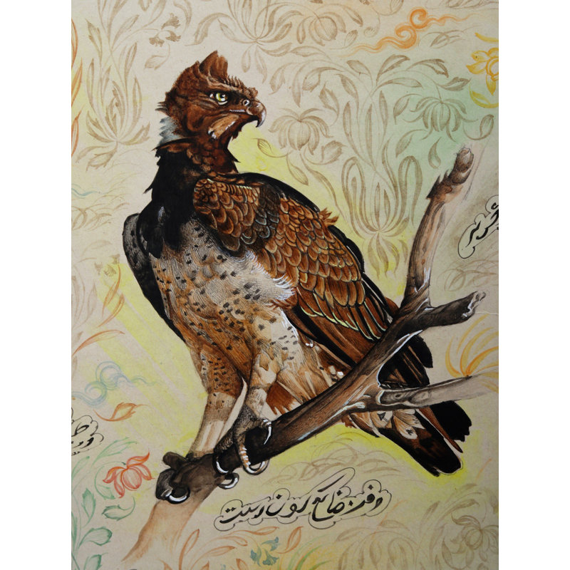 Aigle martial (Polemaetus Bellicosus) | Aquarelle sur papier