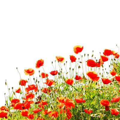 Red Poppies - Wrapped Canvas Print