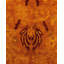 Tapis unique en or 6 pi 1 po x 8 pi 8 po Depoe