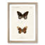 Limenitis Arthemis Butterfly by S.F. Denton - Picture Frame Painting Print-55582632-55582635