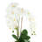 Orchid Arrangement in Fluted Vase