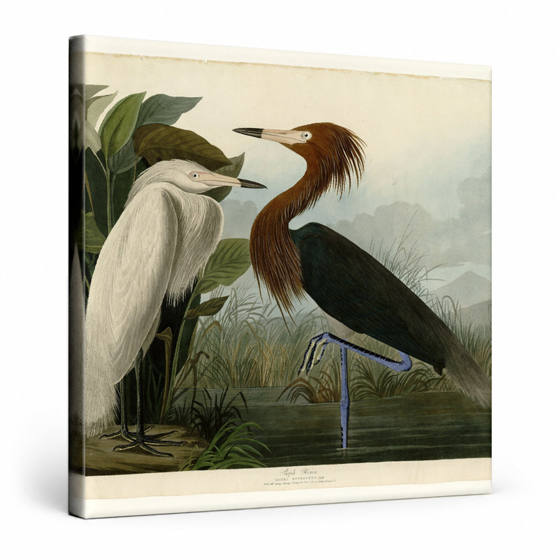 Aigrette rougeâtre (plaque CCLVI) - art mural carré sur toile, 12" W x 12" H