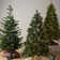 Carolina Extra Full Green Tree Family Flocked/Frosted Christmas Tree and Pinecones