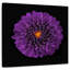Fleur de dahlia mauve Harnek-109215968
