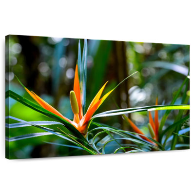 Harnek Tropical Birds Of Paradise