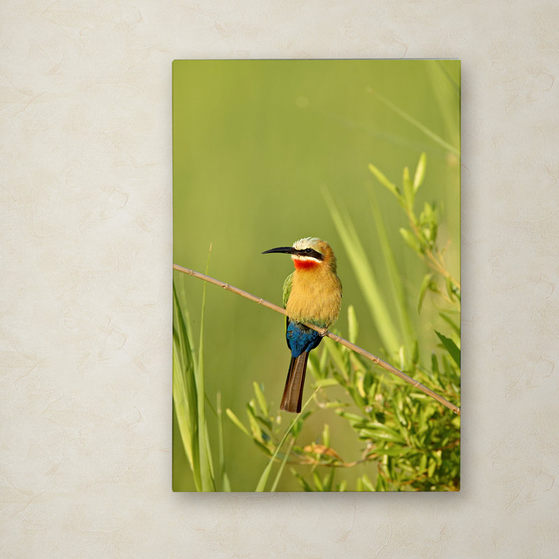 Colorful Birds Photography Print on Canvas, 19" x 12"