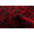 Castelli Red Rug 2'5" x 4'2"