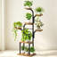 7 Tier Plant Stand