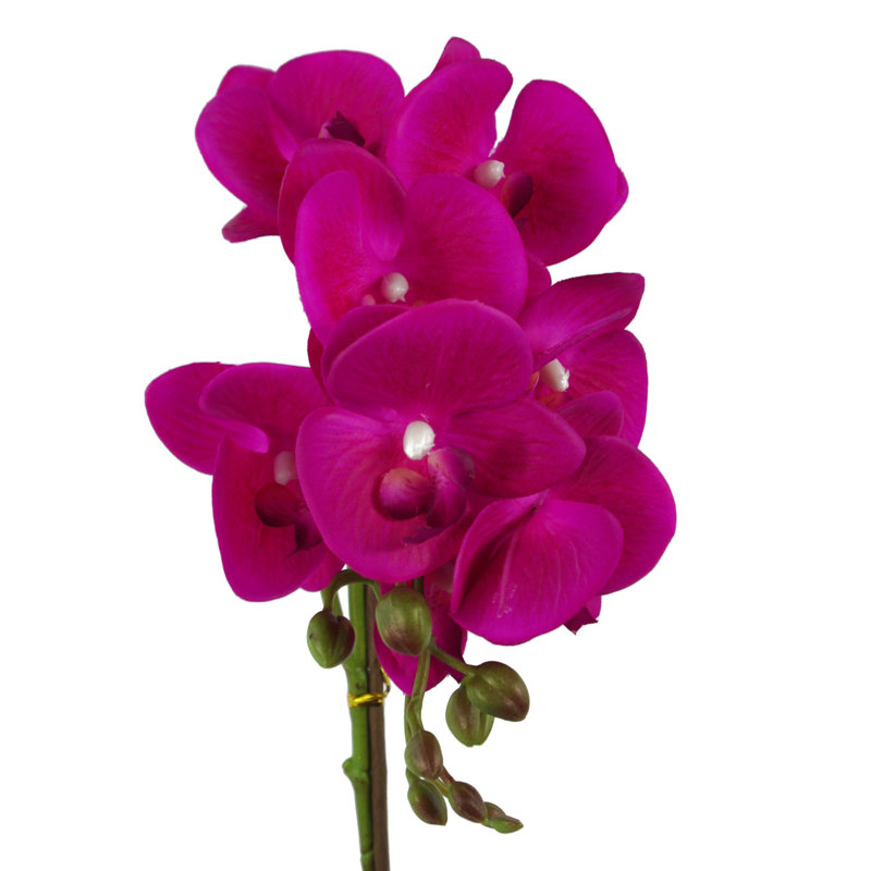 Anneus 50cm Plant