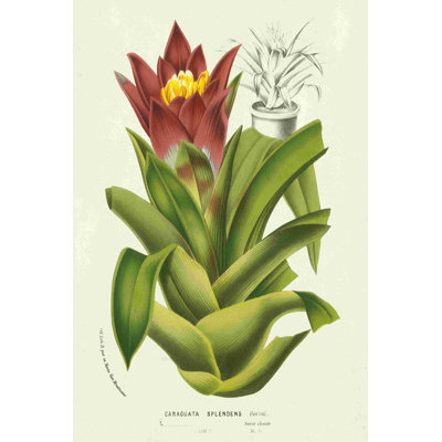 Broméliacées tropicales II