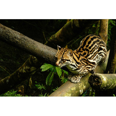 Accie Ocelot Sitting on a Branch - Photographie sur toile tendue