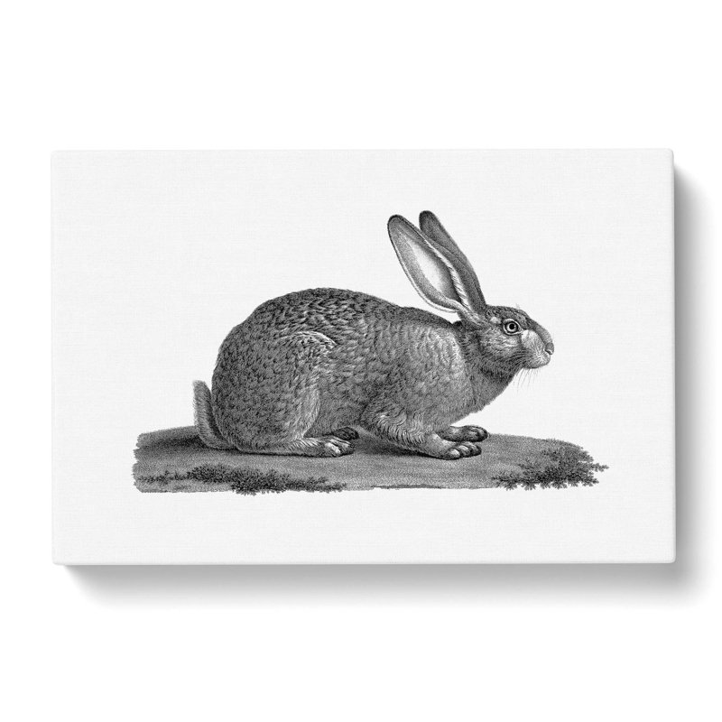 Illustration Of A Hare - Wrapped Canvas Print, 35cm H x 50cm W x 3cm D