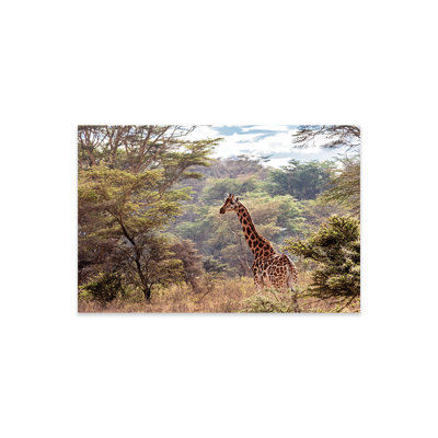 " Rothschild Giraffe In Lake Nakuru Kenya " by Susan Schmitz