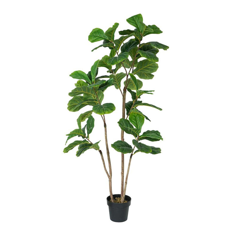 Figuier à trois branches en pot